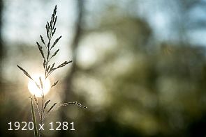 a ray of sun