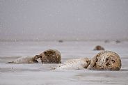 Gray seals: snowing on mother and pup