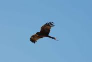 Australian Hawk