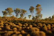 Spinifex #5