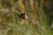 Australian Butterfly