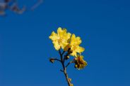 Australian flower