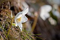 Helleborus Niger return #4