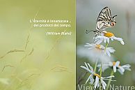 Papilio machaon Linnaeus