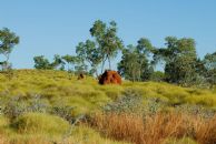 Spinifex #2