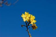 Australian flower