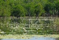 Kakadu National Park: the billabong