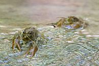 gamberi di fiume