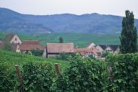 Alsatian vineyards #2