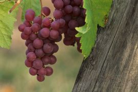 Alsace in red