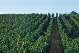 Alsatian vineyards