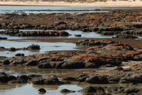 stromatolites ... testimonianze della vita
