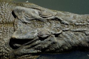 a saltwater crocodile ...