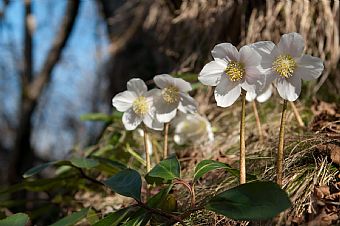 my set of Helleborus