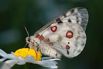 Parnassius apollo