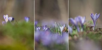 Crocus #4