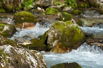 piccolo di Merlo acquaiolo (Cinclus cinclus)