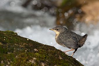 piccolo di Merlo acquaiolo (Cinclus cinclus) #2