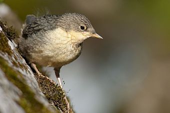 piccolo di Merlo acquaiolo (Cinclus cinclus) #3