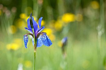 Iris Sibirica