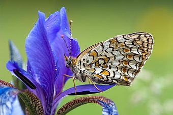 sleeping on the Iris