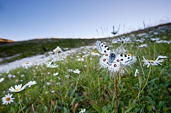 Parnassius apollo