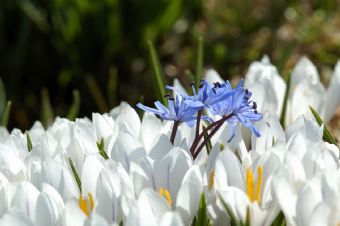 scilla bifolia