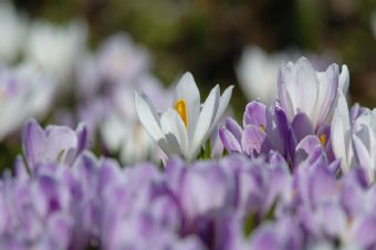 Crocus albiflorus