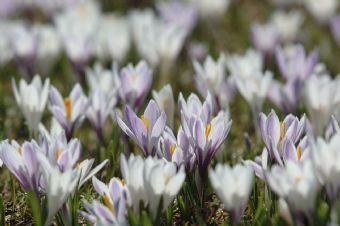 Crocus albiflorus #2