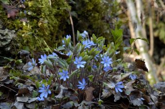 composizione floreale spontanea