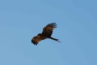 Australian Hawk