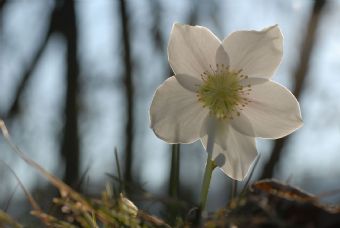 rosa di natale, Elleboro Helleborus niger