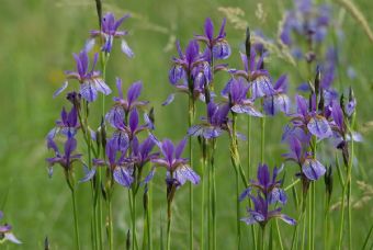 iris sibirica #2