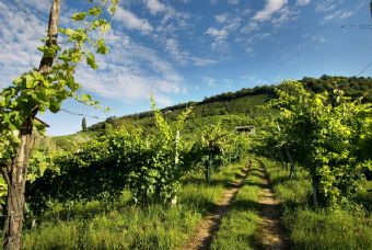 le colline del prosecco #3