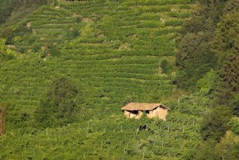 le colline del prosecco #4