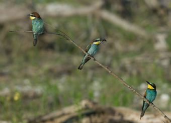 trio familiare