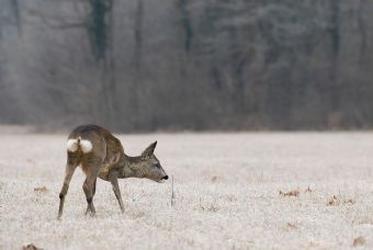 con chi sei arrabbiato?