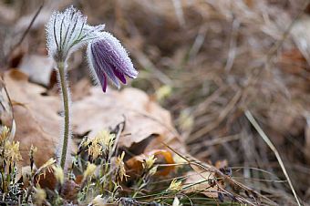 pulsatilla montana