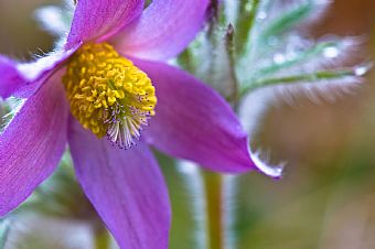 pulsatilla montana #3