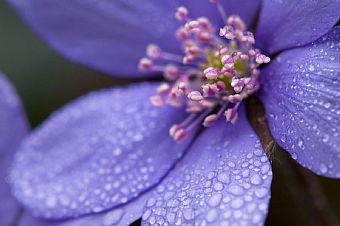 Anemone epatica (Hepatica Nobilis)