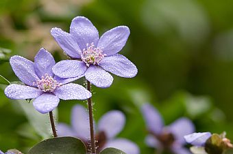 la vita vince sempre: buona Pasqua!