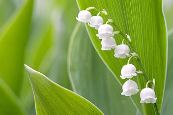 mughetto (Convallaria majalis)