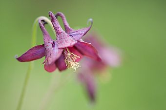 Aquilegia scura (Aquilegia atrata)