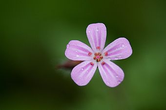 Geranium robertianum