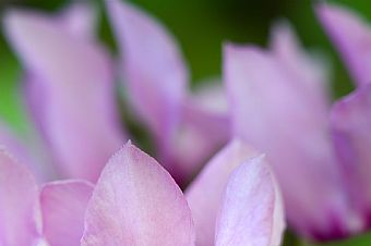 Cyclamen purpurascens #3