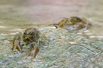 gamberi di fiume