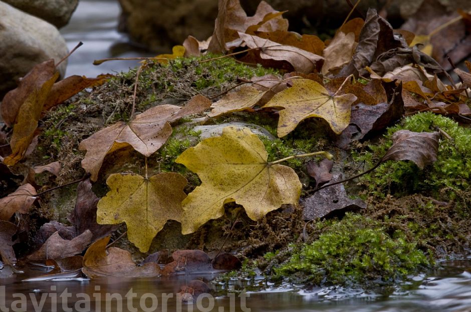 composizione di fine autunno