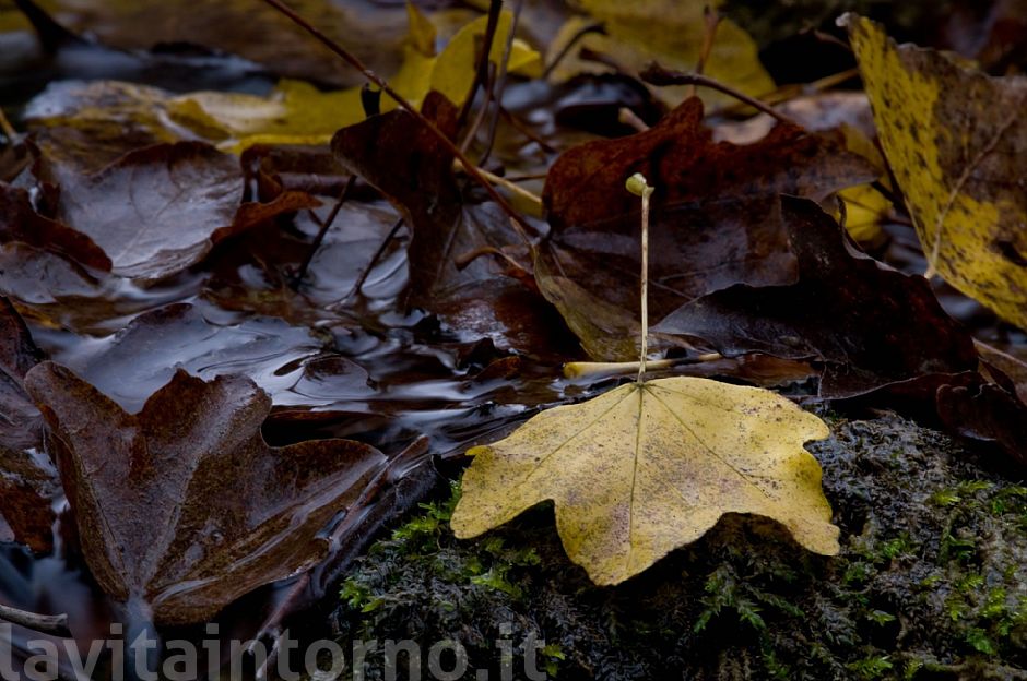 composizione di fine autunno #2