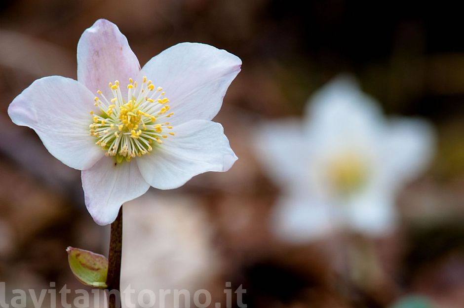 leggere imperfezioni ... naturali