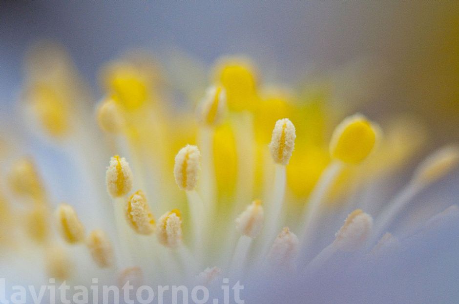 colors ... by Helleborus Niger